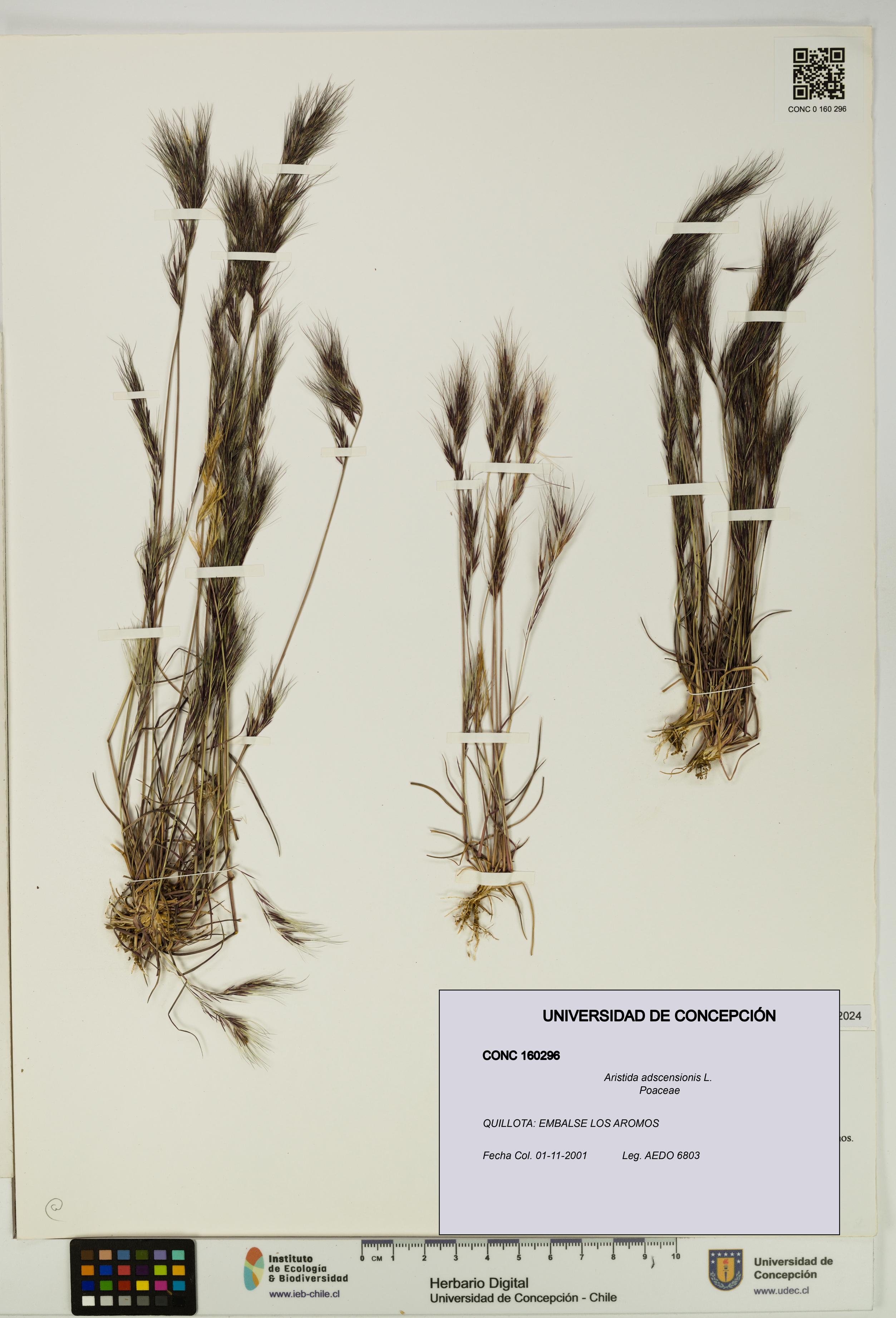 Aristida adscensionis [Espécimen: UDEC:CONC:0160296]