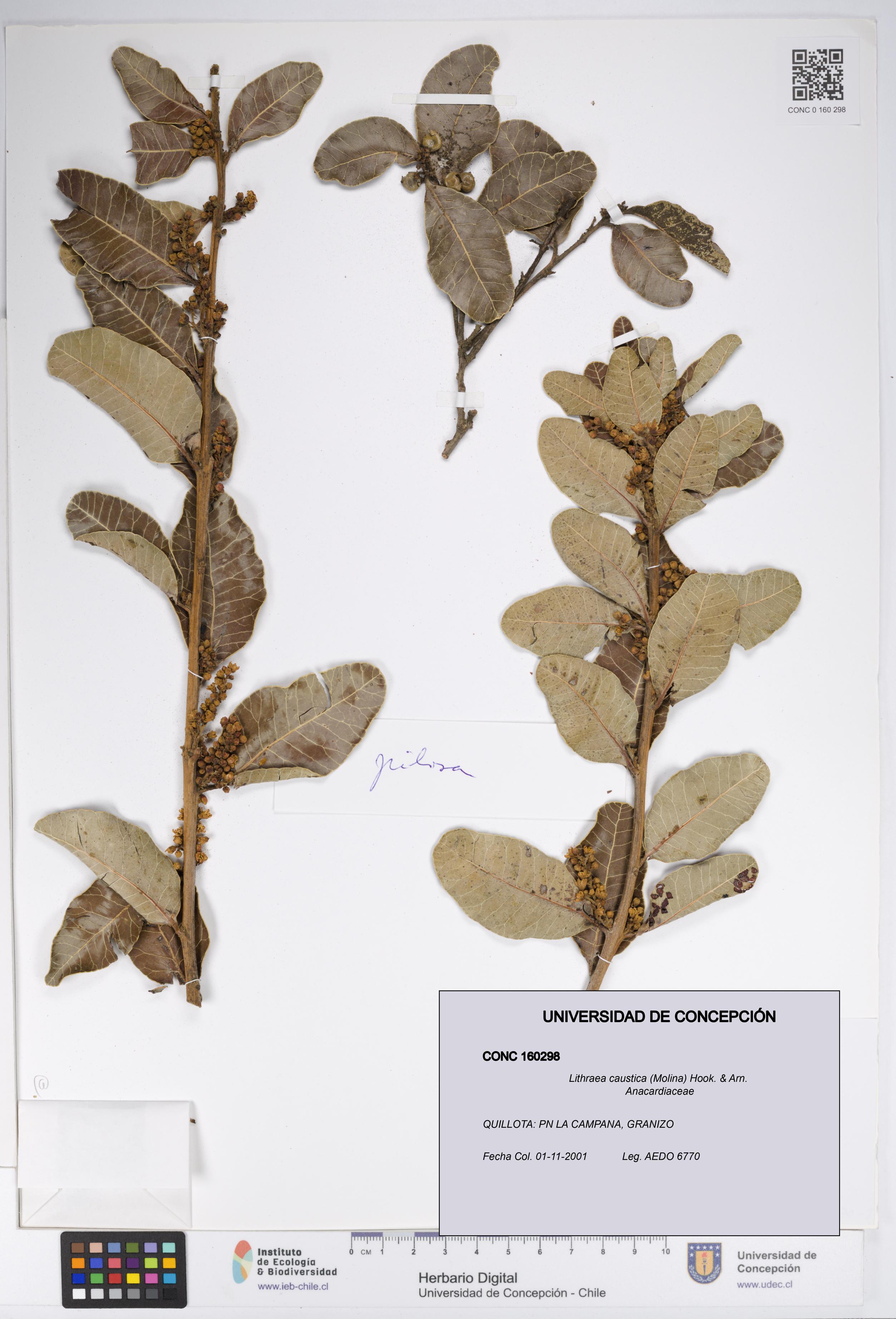 Lithraea caustica [Espécimen: UDEC:CONC:0160298]