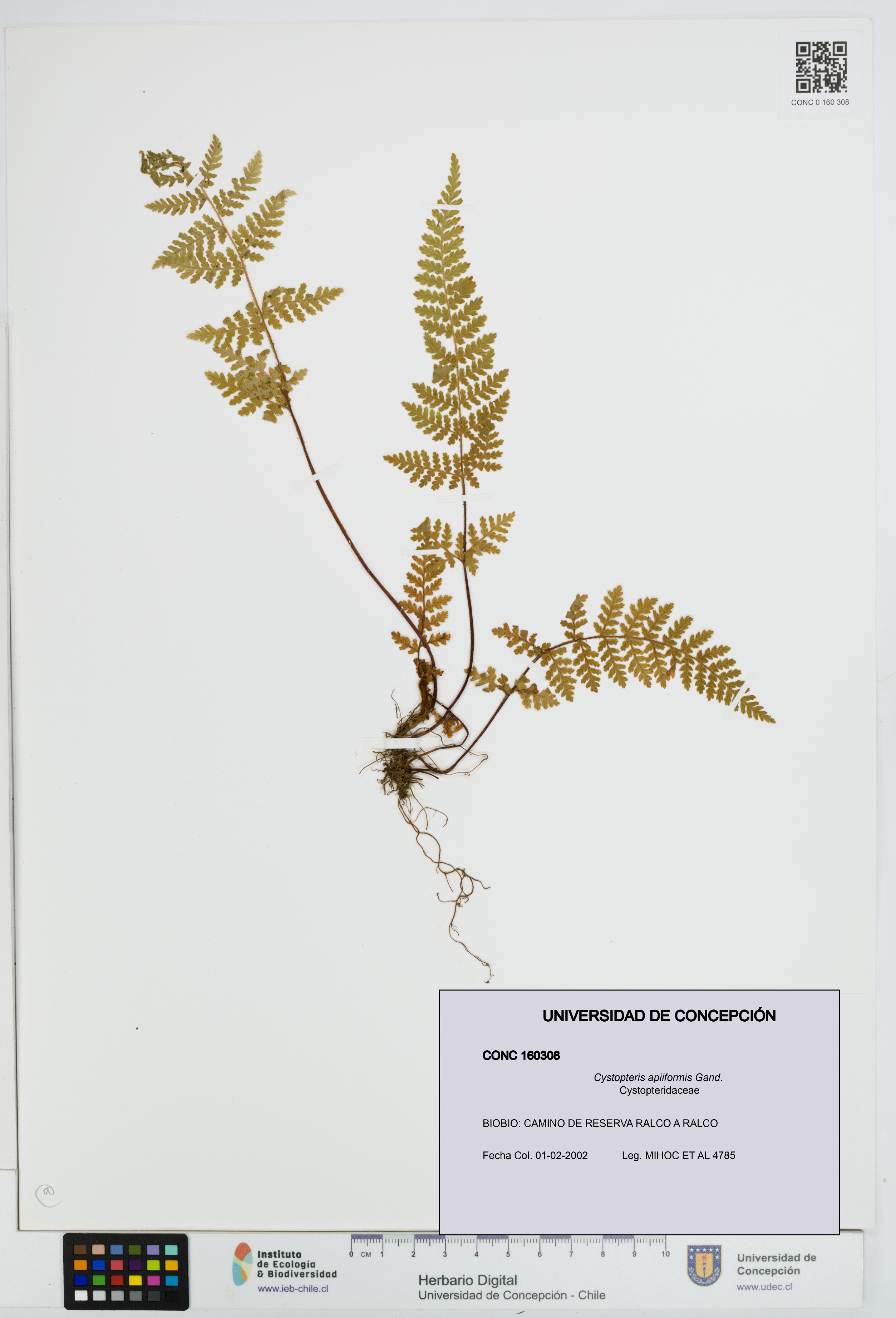 Cystopteris apiiformis [Espécimen: UDEC:CONC:0160308]