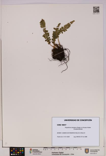 Polystichum plicatum [Espécimen: UDEC:CONC:0160317]