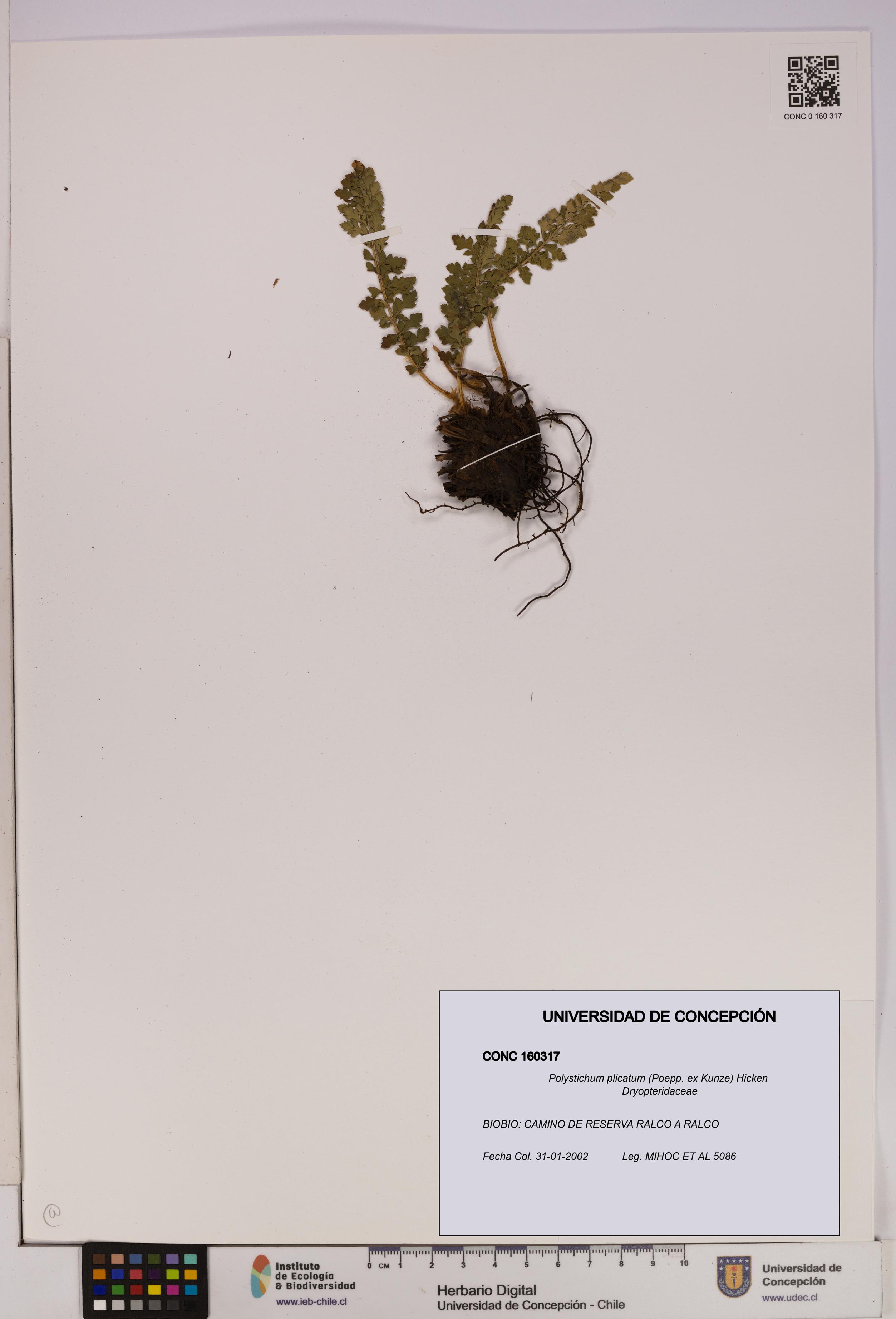 Polystichum plicatum [Espécimen: UDEC:CONC:0160317]