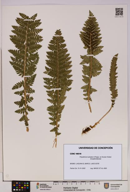 Polystichum plicatum [Espécimen: UDEC:CONC:0160318]