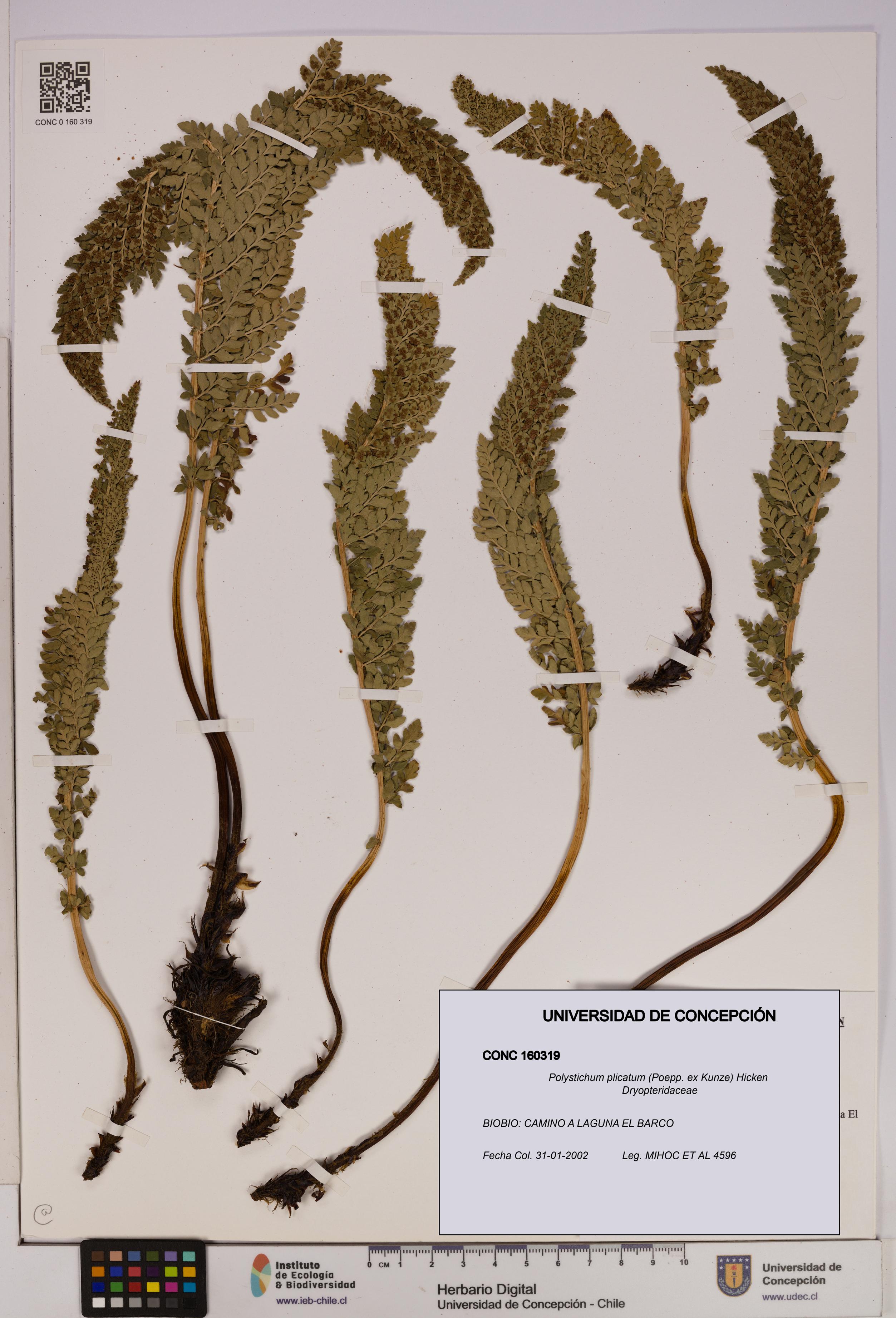 Polystichum plicatum [Espécimen: UDEC:CONC:0160319]