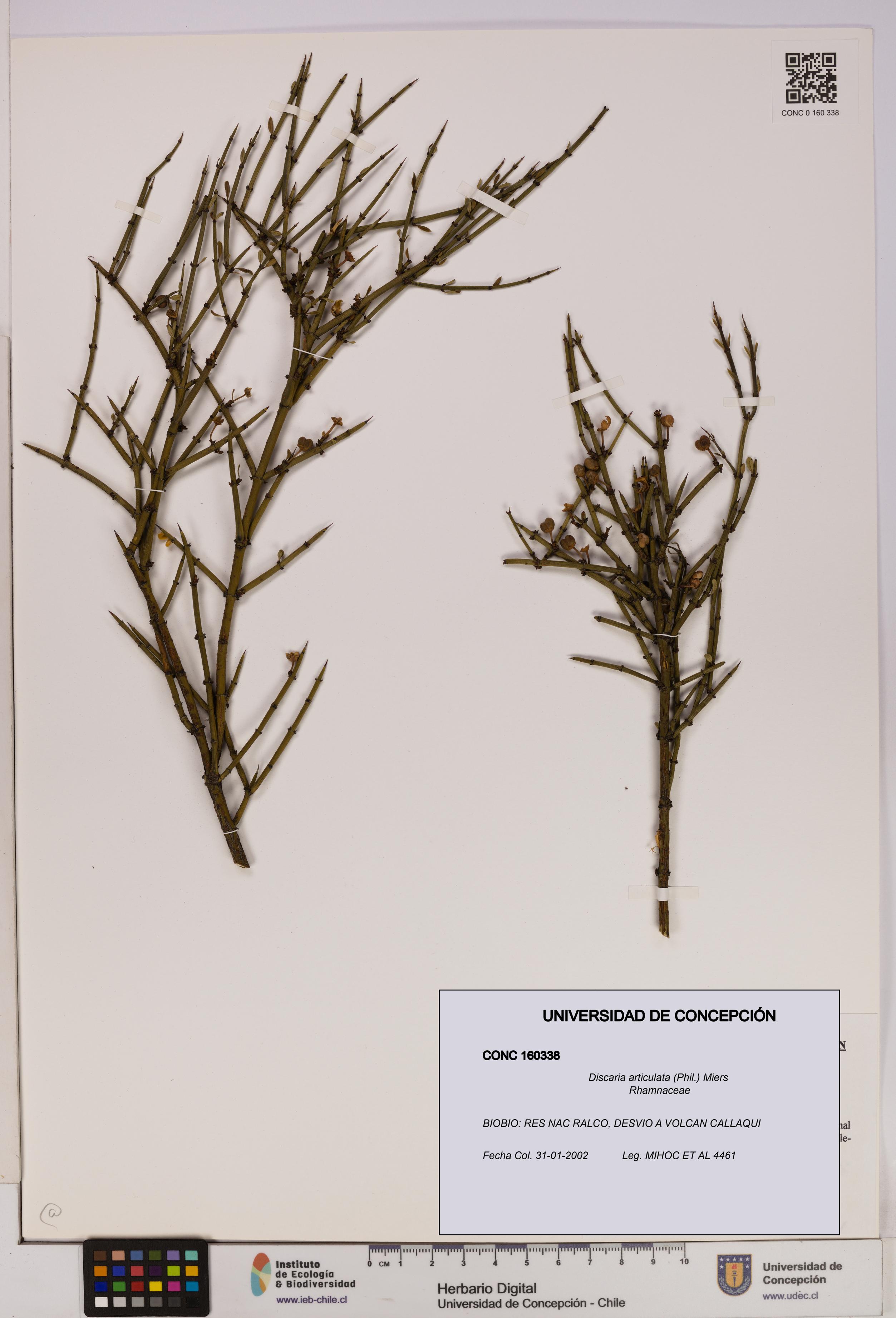 Discaria articulata [Espécimen: UDEC:CONC:0160338]