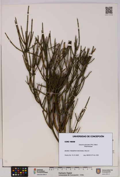 Discaria articulata [Espécimen: UDEC:CONC:0160339]
