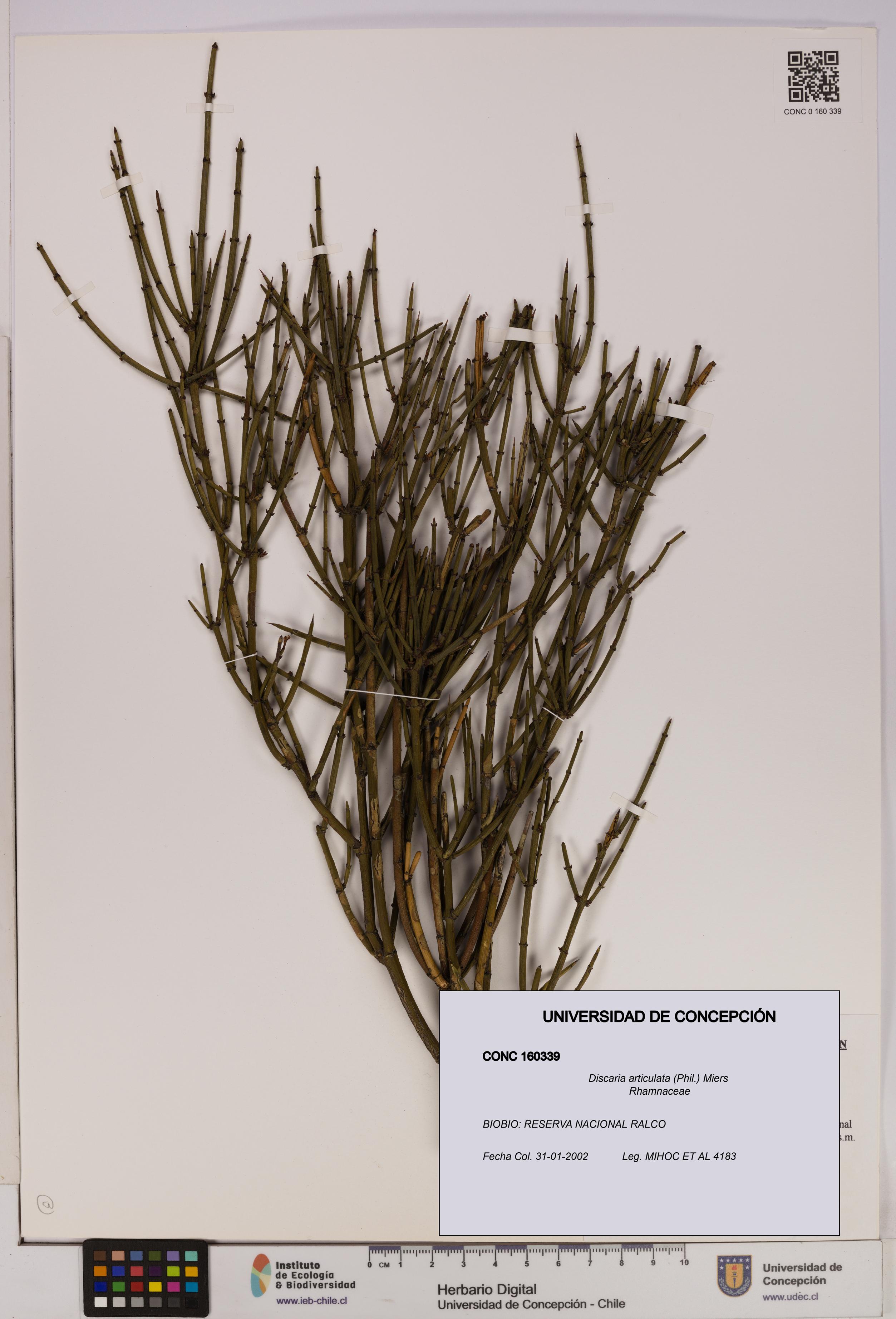 Discaria articulata [Espécimen: UDEC:CONC:0160339]