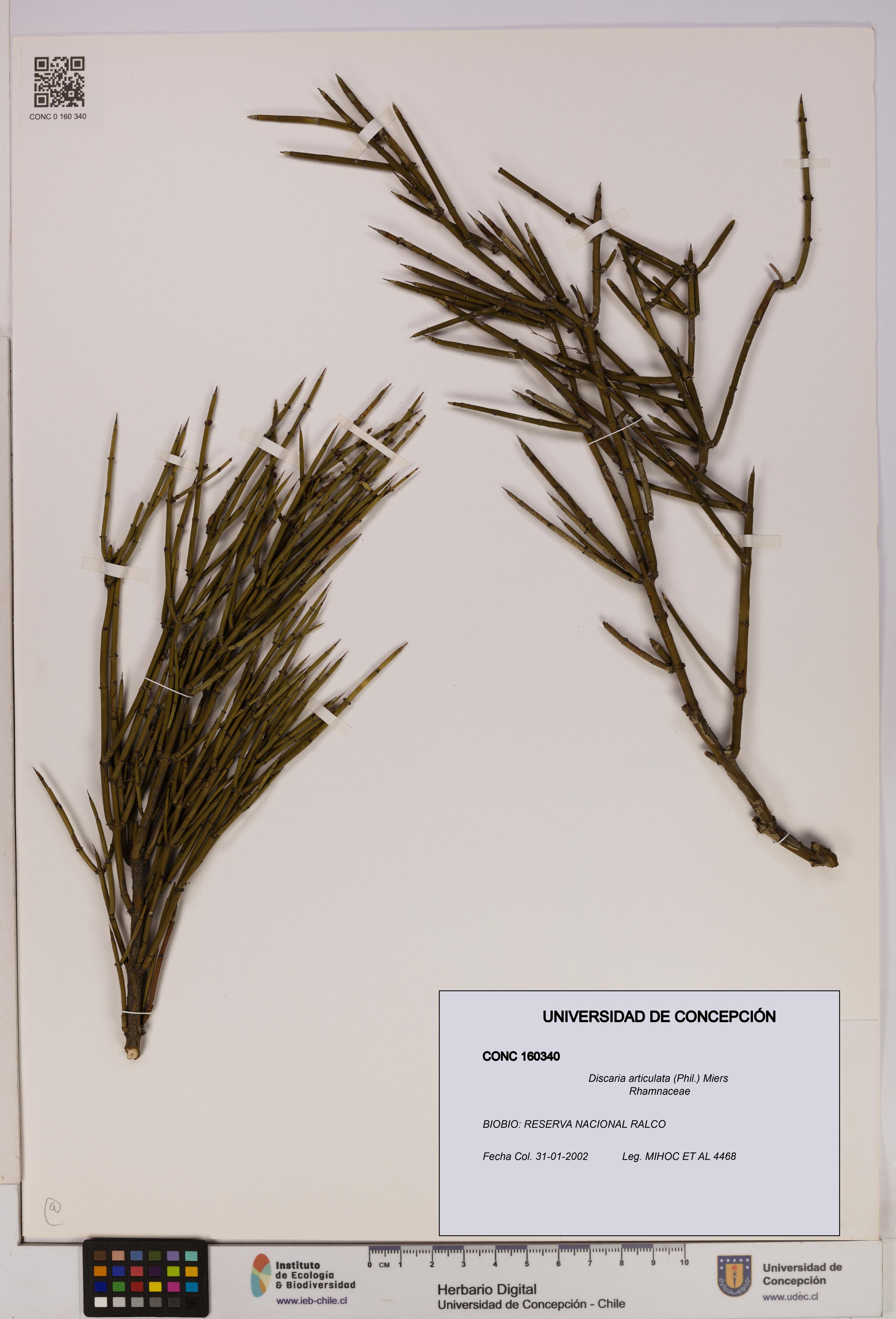 Discaria articulata [Espécimen: UDEC:CONC:0160340]