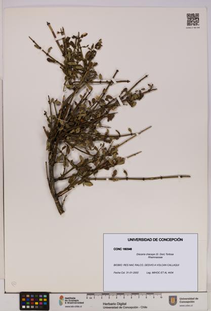 Discaria chacaye [Espécimen: UDEC:CONC:0160346]