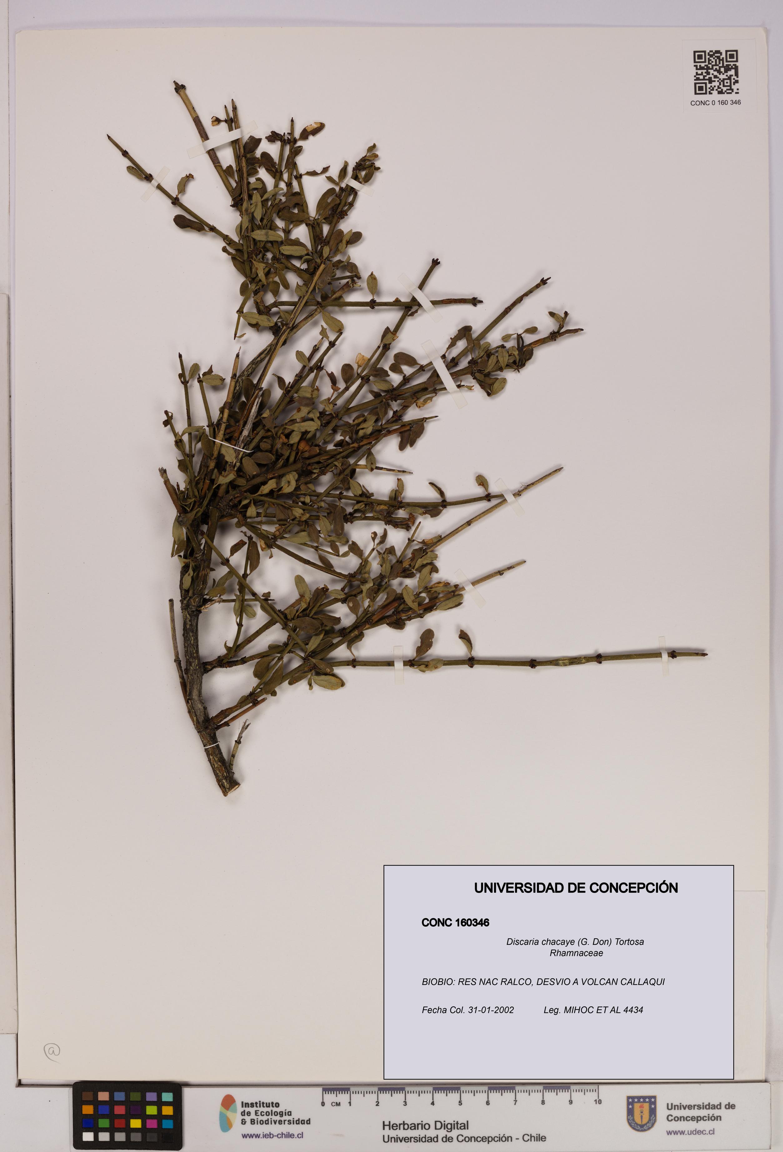 Discaria chacaye [Espécimen: UDEC:CONC:0160346]