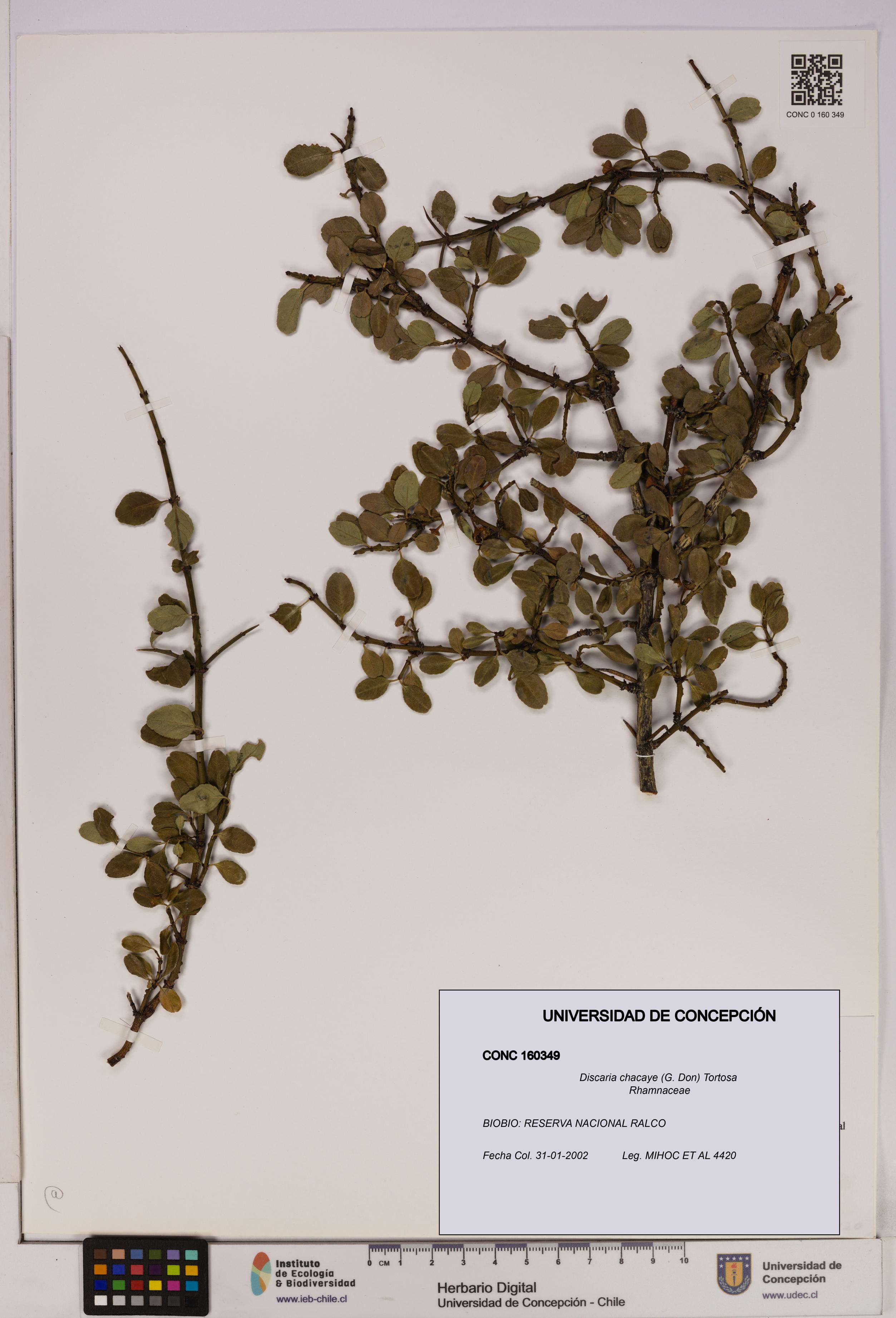 Discaria chacaye [Espécimen: UDEC:CONC:0160349]