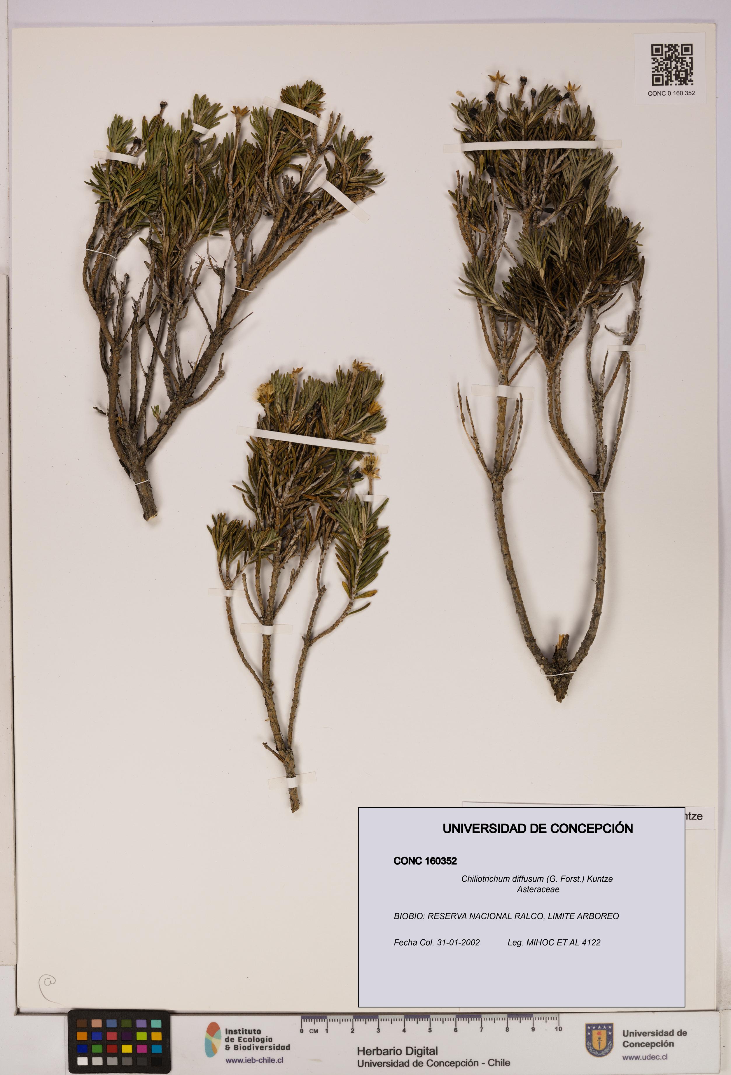 Chiliotrichum diffusum [Espécimen: UDEC:CONC:0160352]