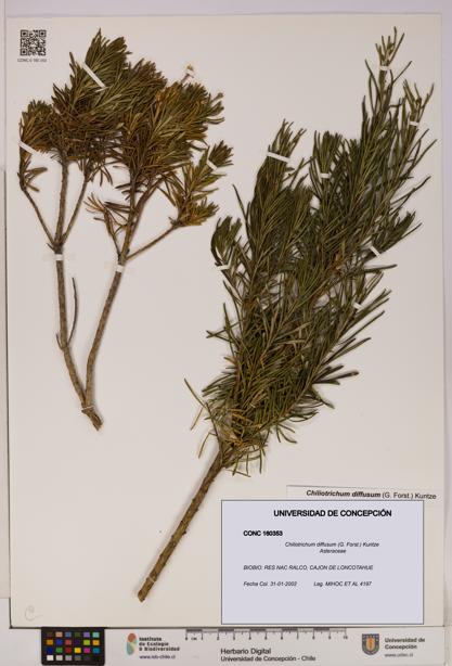 Chiliotrichum diffusum [Espécimen: UDEC:CONC:0160353]