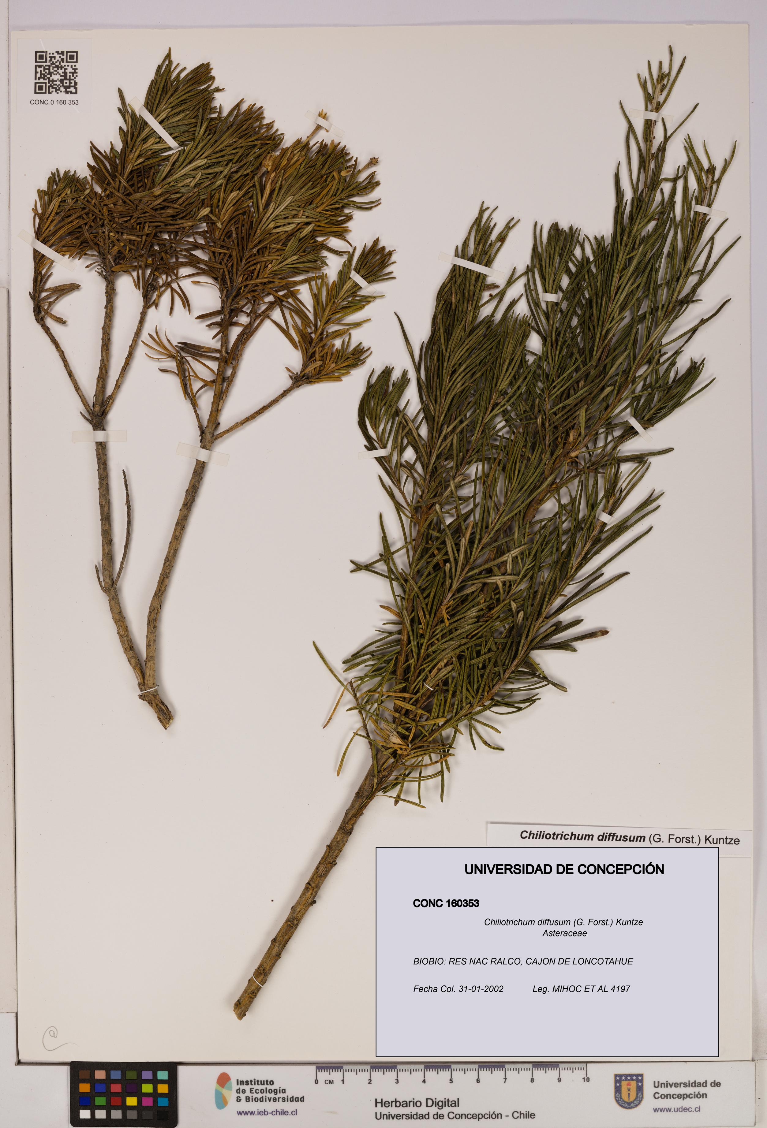 Chiliotrichum diffusum [Espécimen: UDEC:CONC:0160353]