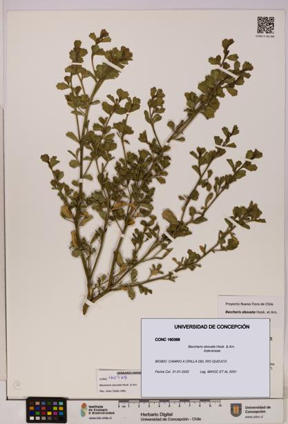 Baccharis obovata [Espécimen: UDEC:CONC:0160368]