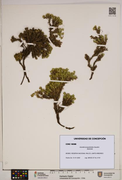 Azorella lycopodioides [Espécimen: ]
