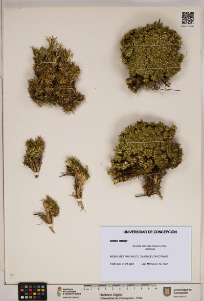 Azorella trifurcata [Espécimen: ]