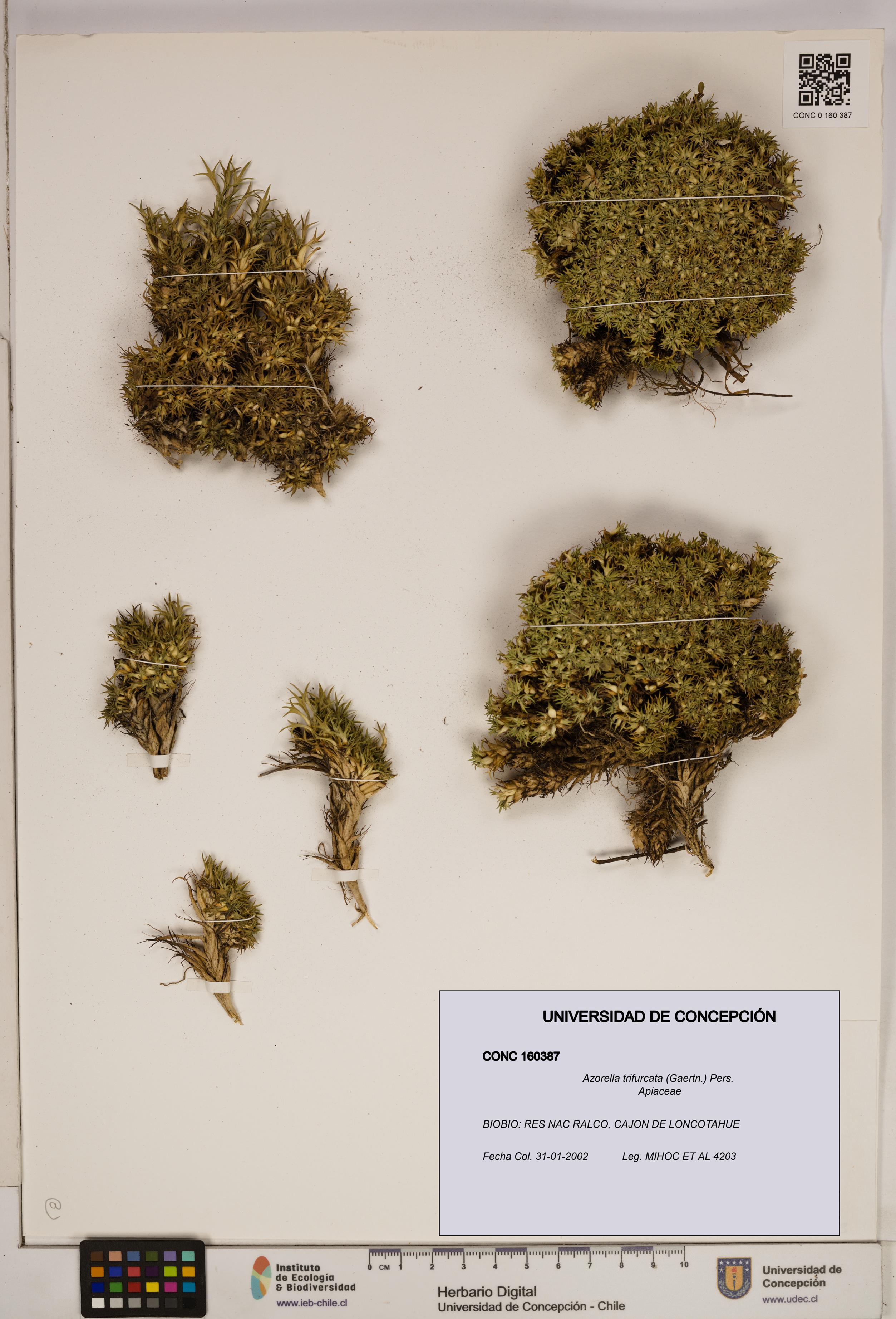 Azorella trifurcata [Espécimen: ]