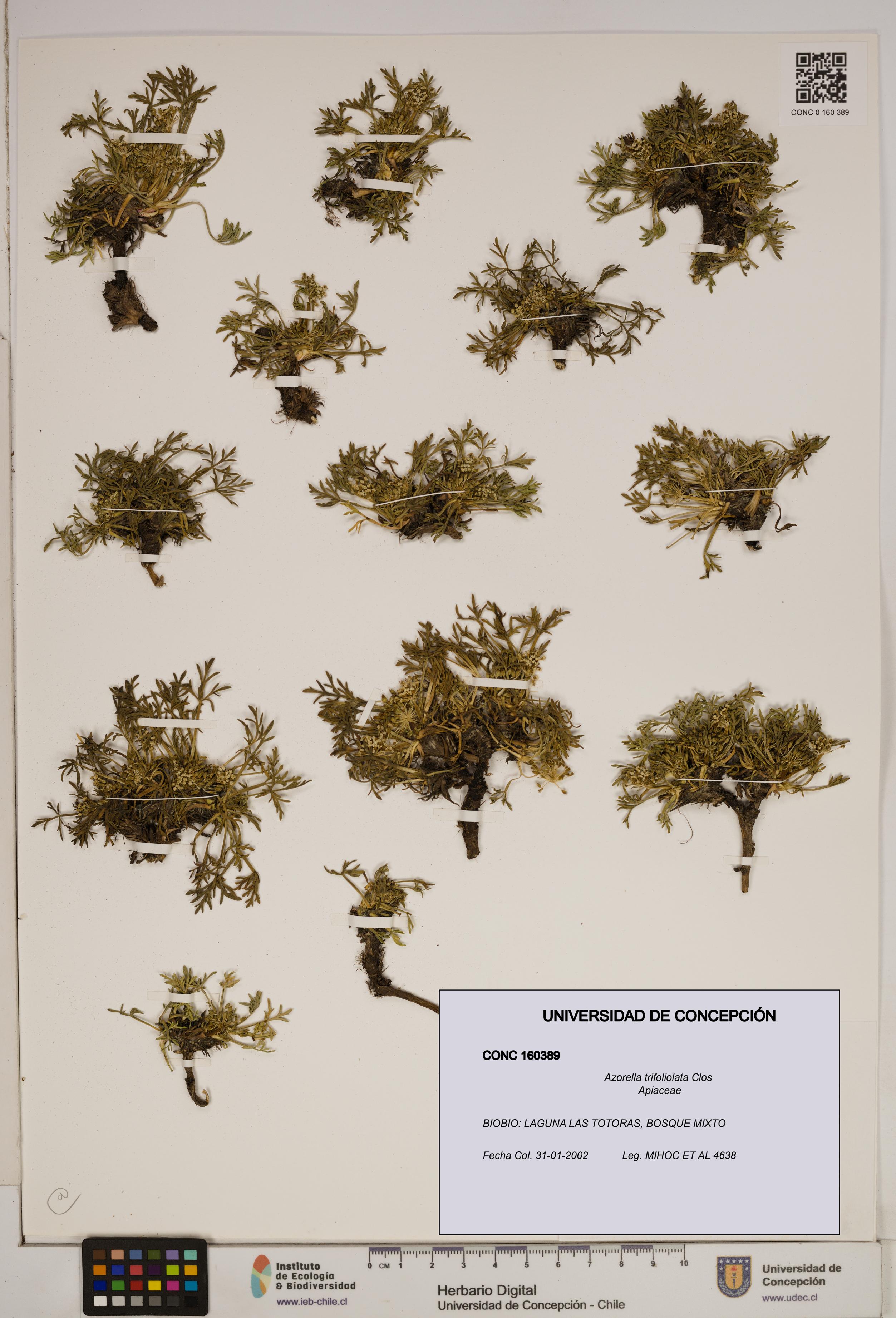Azorella trifoliolata [Espécimen: ]