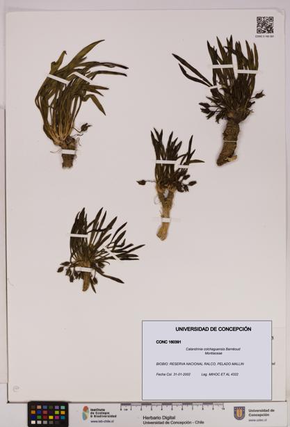 Calandrinia colchaguensis [Espécimen: UDEC:CONC:0160391]