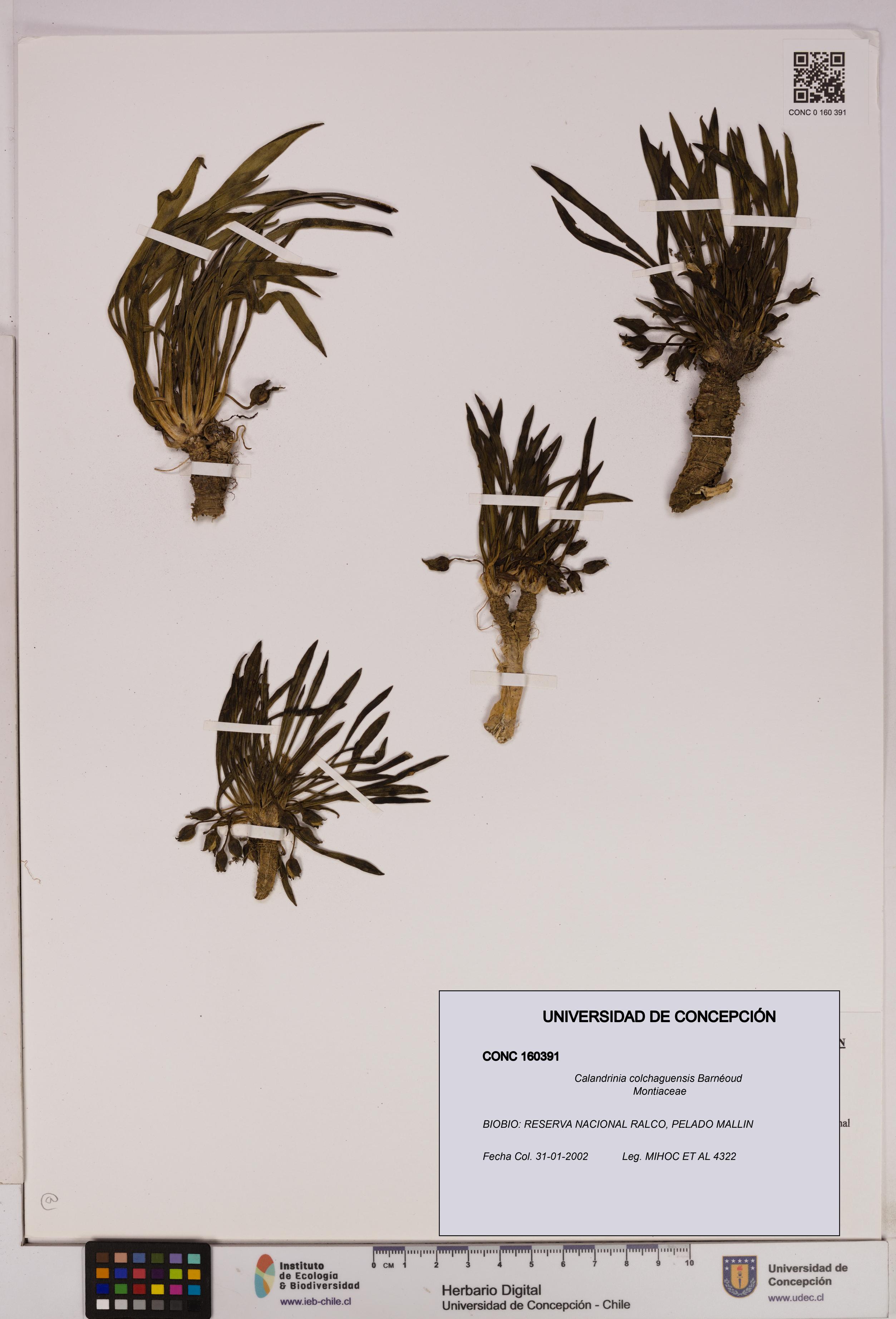 Calandrinia colchaguensis [Espécimen: UDEC:CONC:0160391]