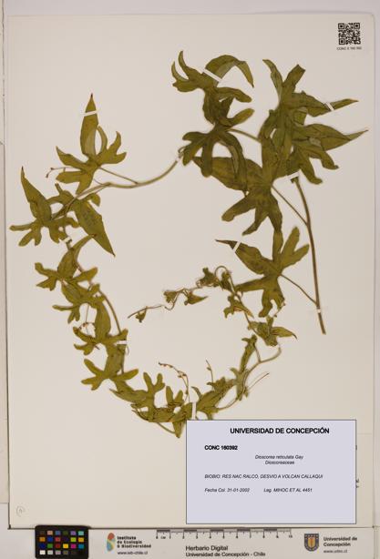 Dioscorea reticulata [Espécimen: ]