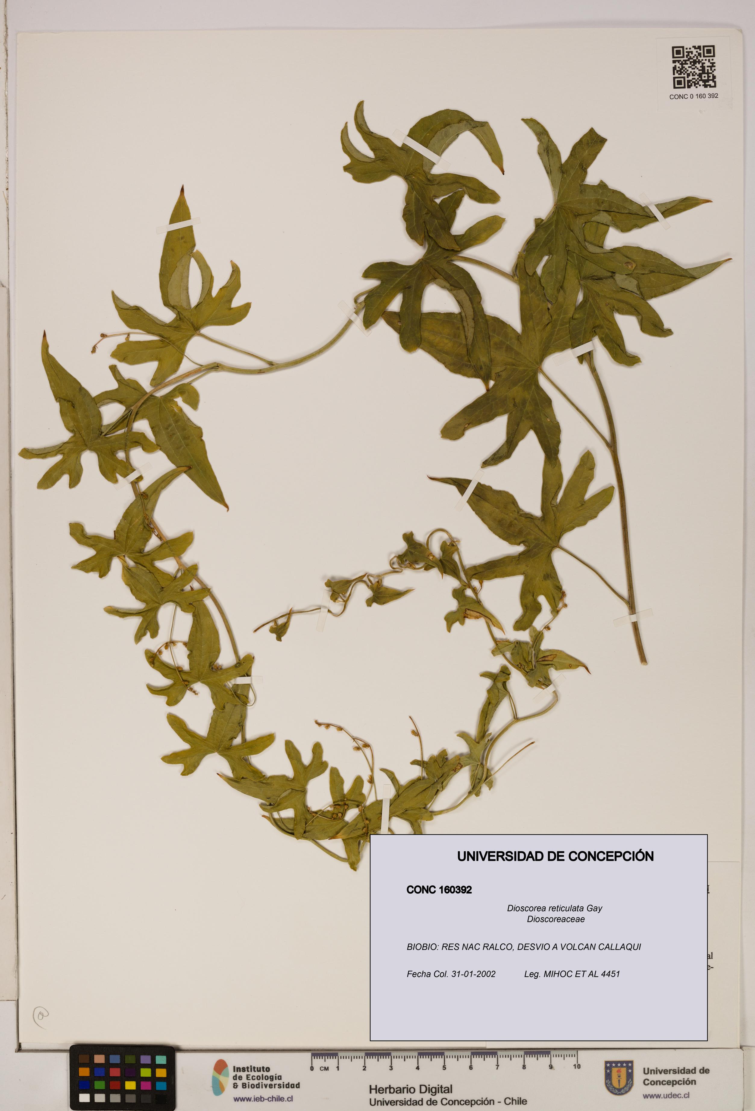 Dioscorea reticulata [Espécimen: ]