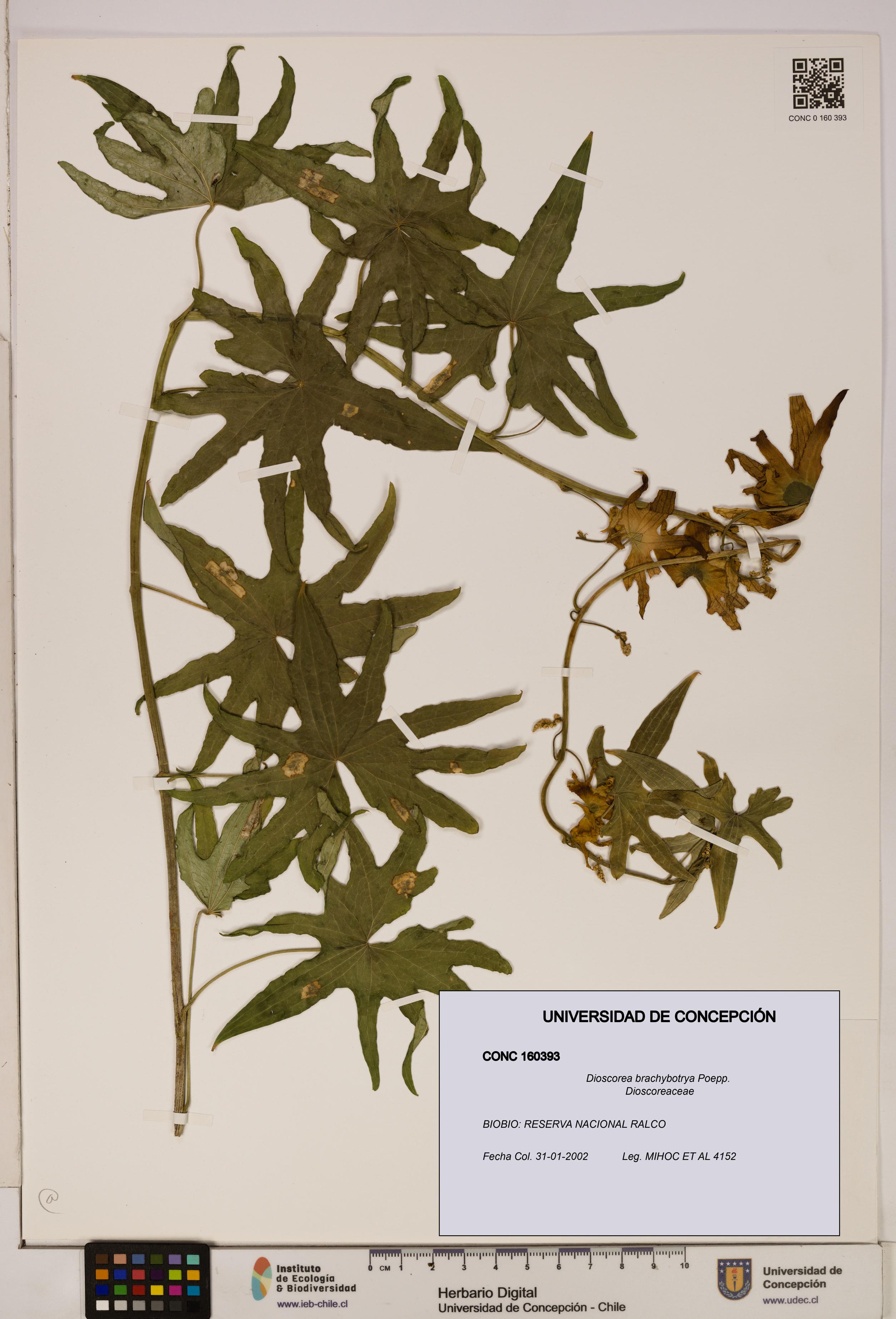 Dioscorea brachybotrya [Espécimen: ]