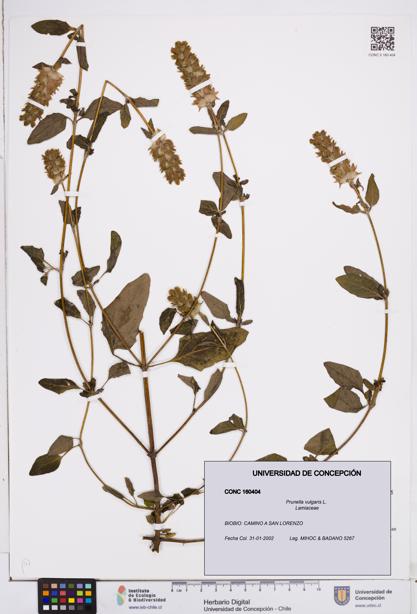 Prunella vulgaris [Espécimen: ]