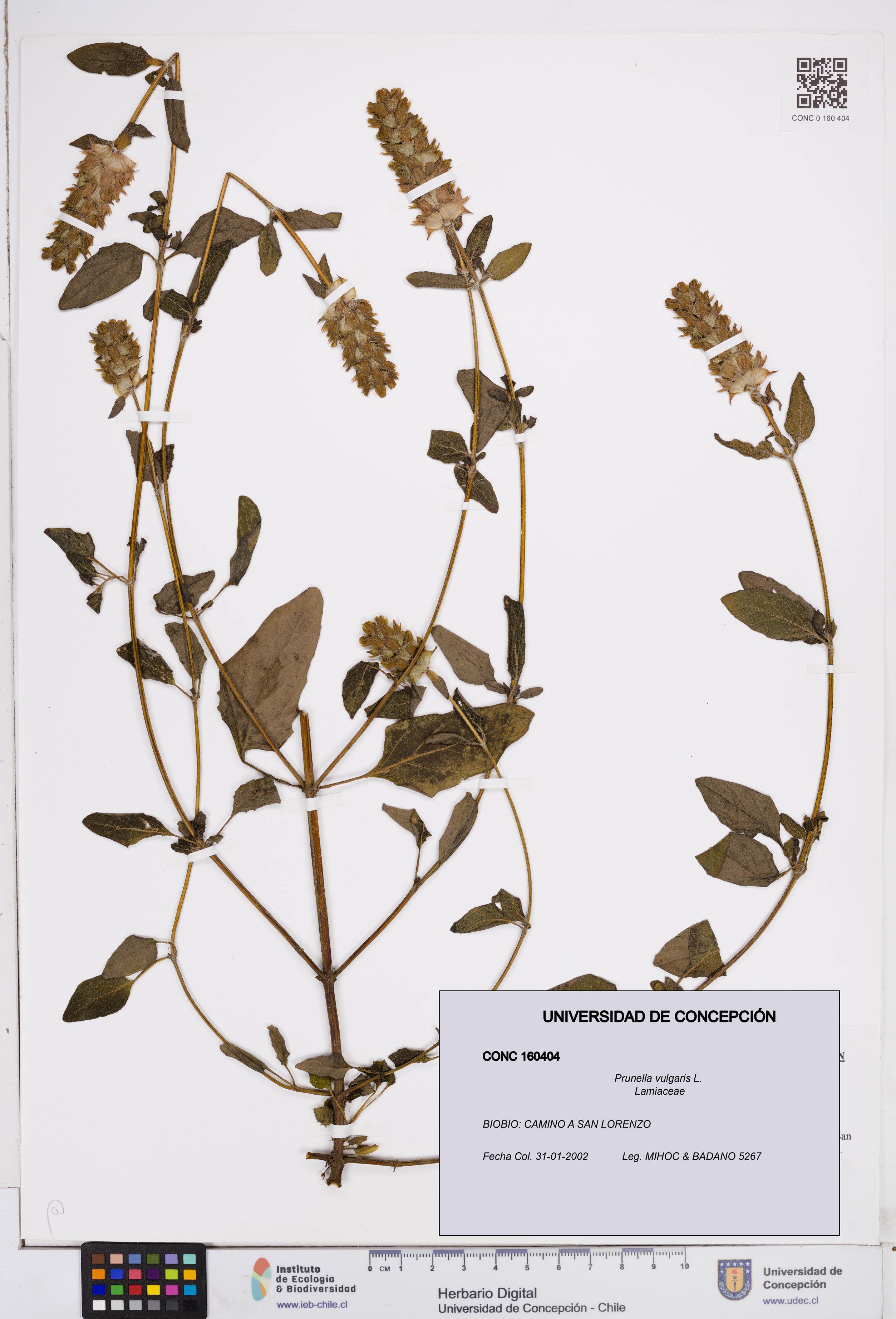 Prunella vulgaris [Espécimen: ]