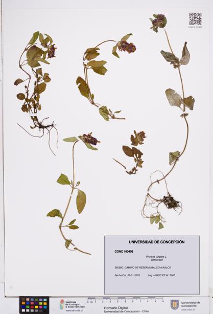 Prunella vulgaris [Espécimen: ]