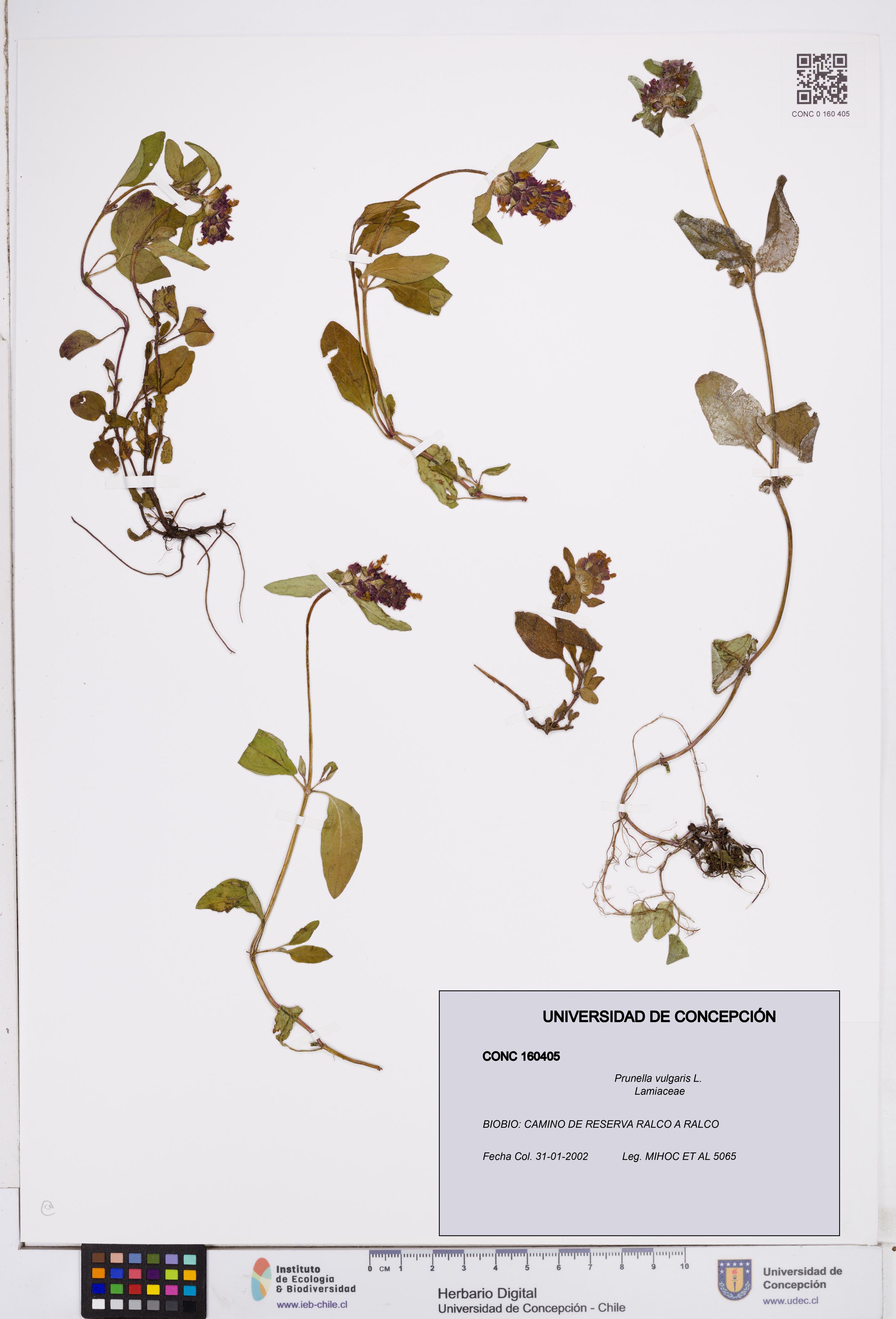 Prunella vulgaris [Espécimen: ]