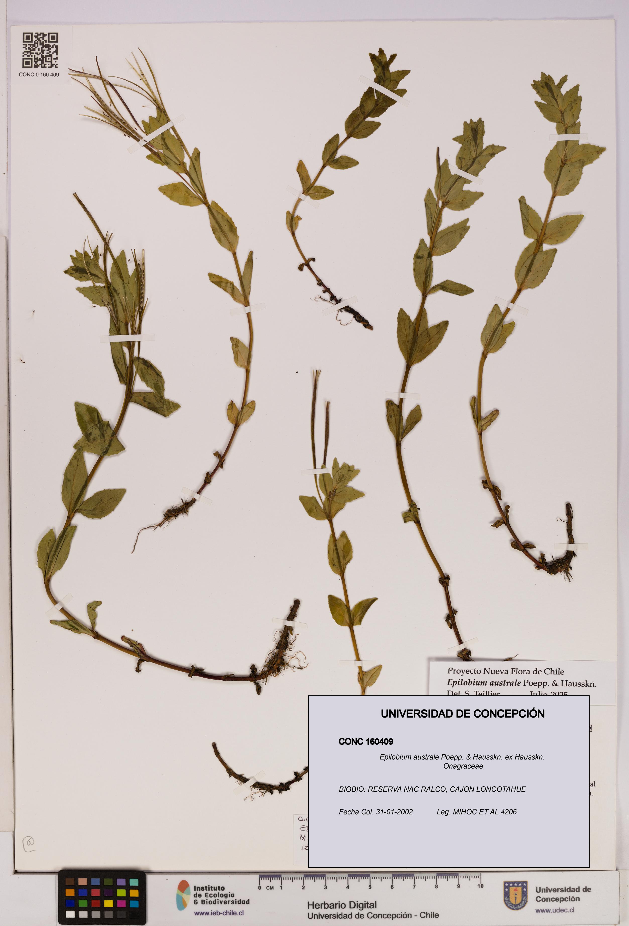 Epilobium australe [Espécimen: UDEC:CONC:0160409]
