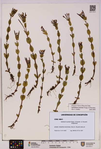 Epilobium australe [Espécimen: UDEC:CONC:0160411]