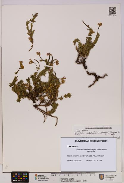Epilobium subdentatum [Espécimen: UDEC:CONC:0160412]