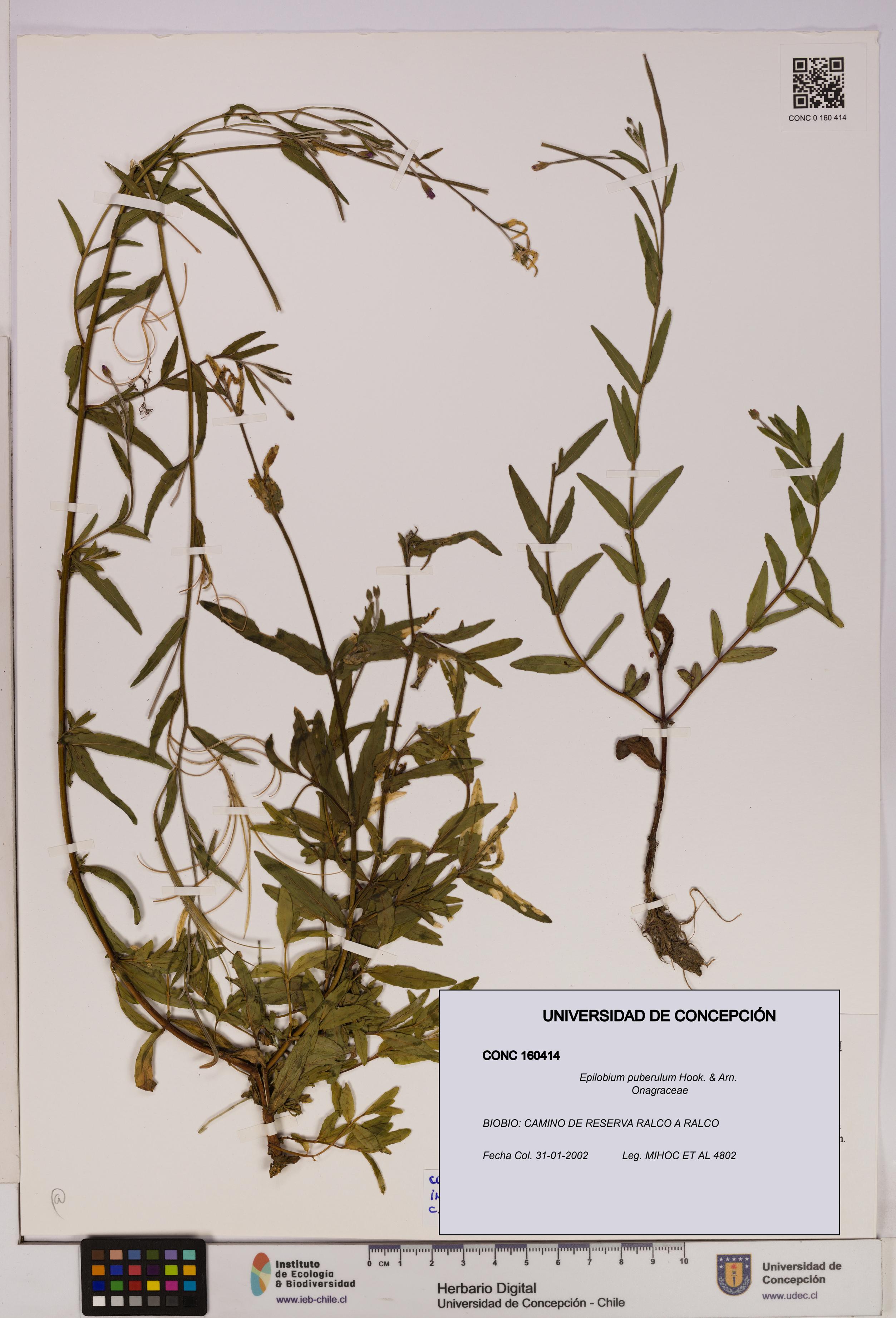 Epilobium puberulum [Espécimen: UDEC:CONC:0160414]