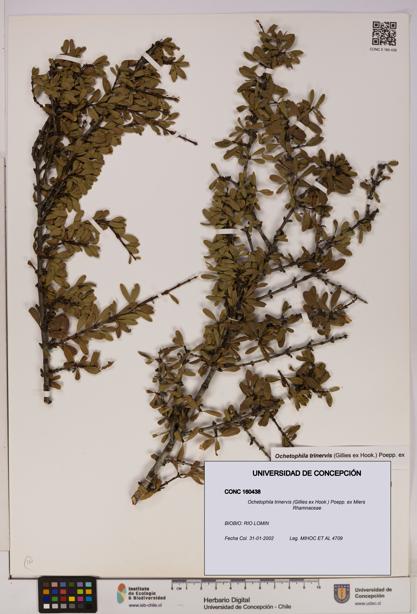 Ochetophila trinervis [Espécimen: UDEC:CONC:0160438]