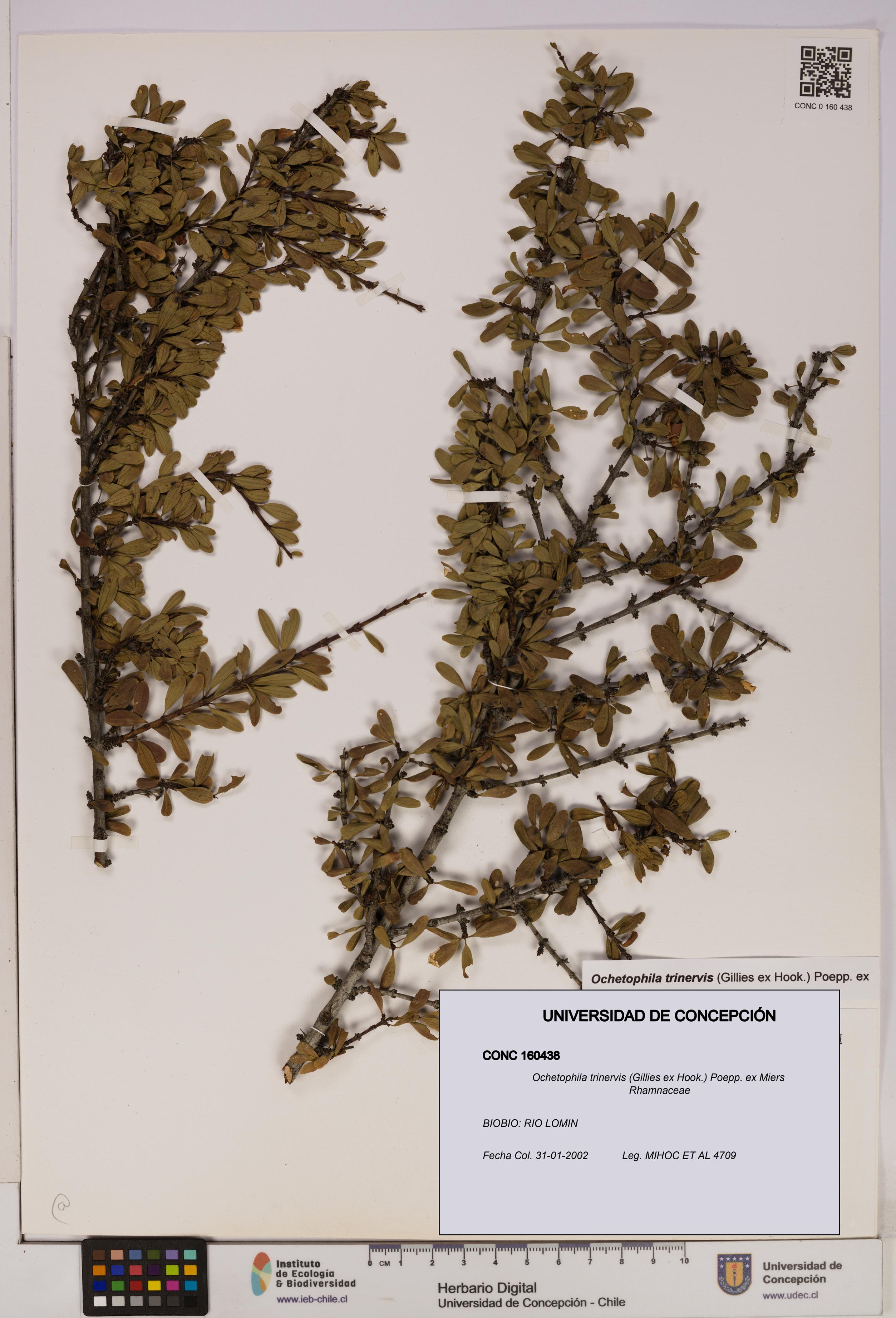 Ochetophila trinervis [Espécimen: UDEC:CONC:0160438]