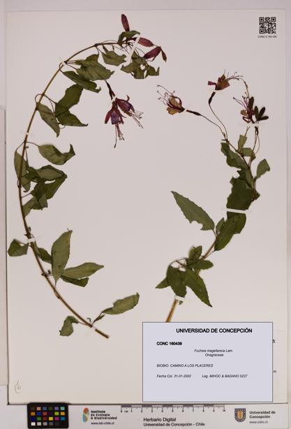 Fuchsia magellanica [Espécimen: UDEC:CONC:0160439]