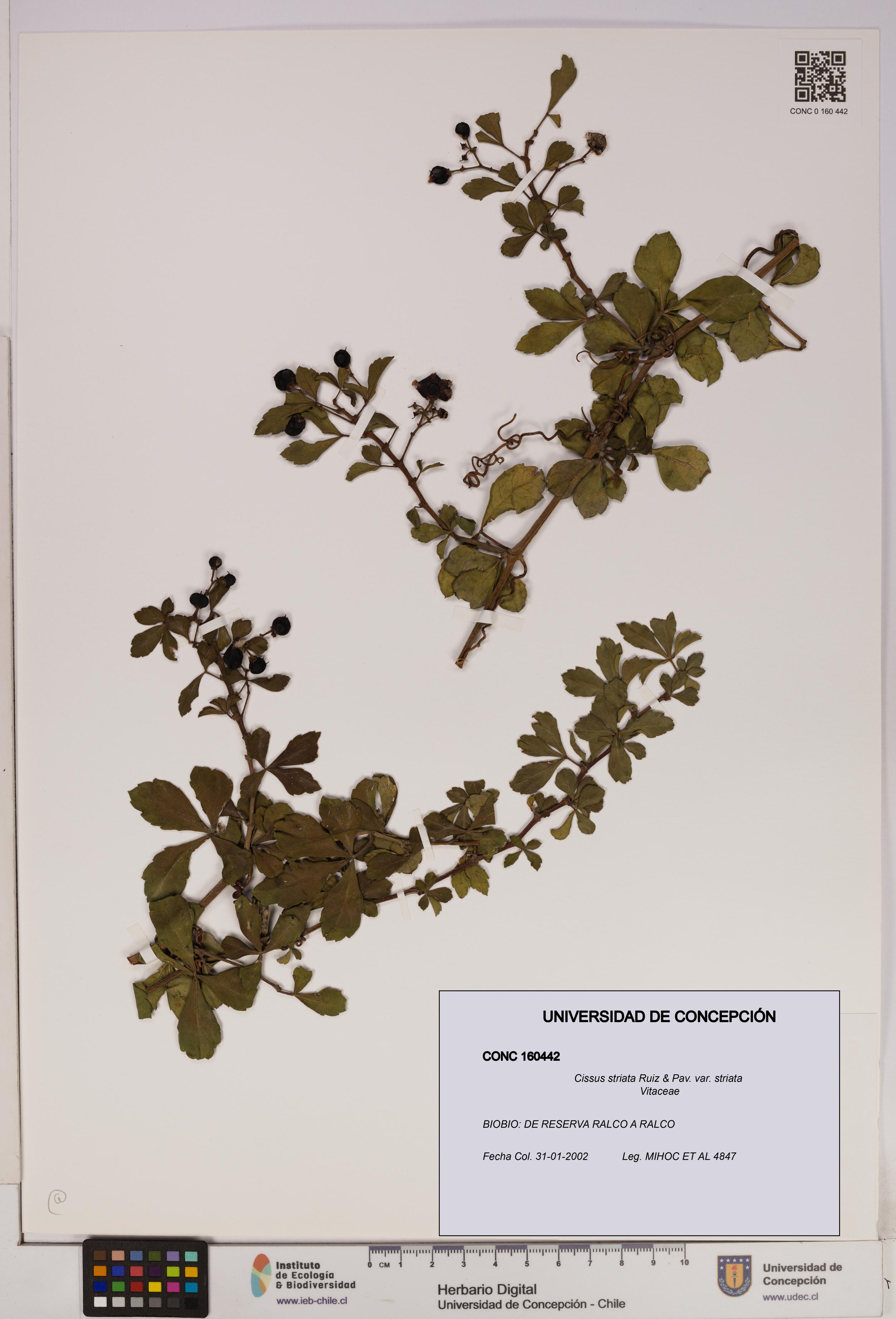 Cissus striata var. striata [Espécimen: UDEC:CONC:0160442]