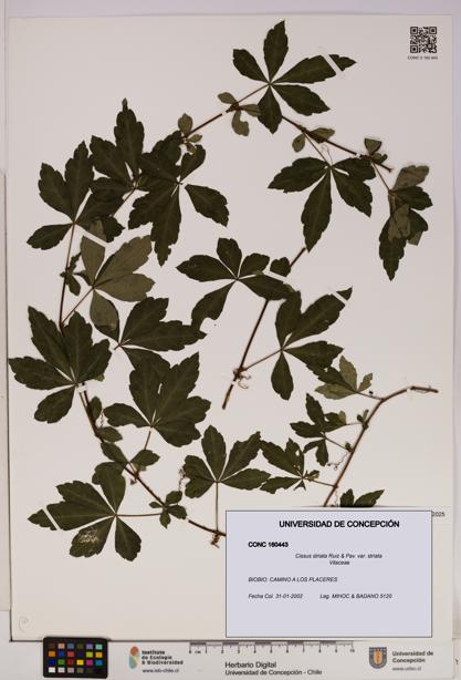Cissus striata var. striata [Espécimen: UDEC:CONC:0160443]