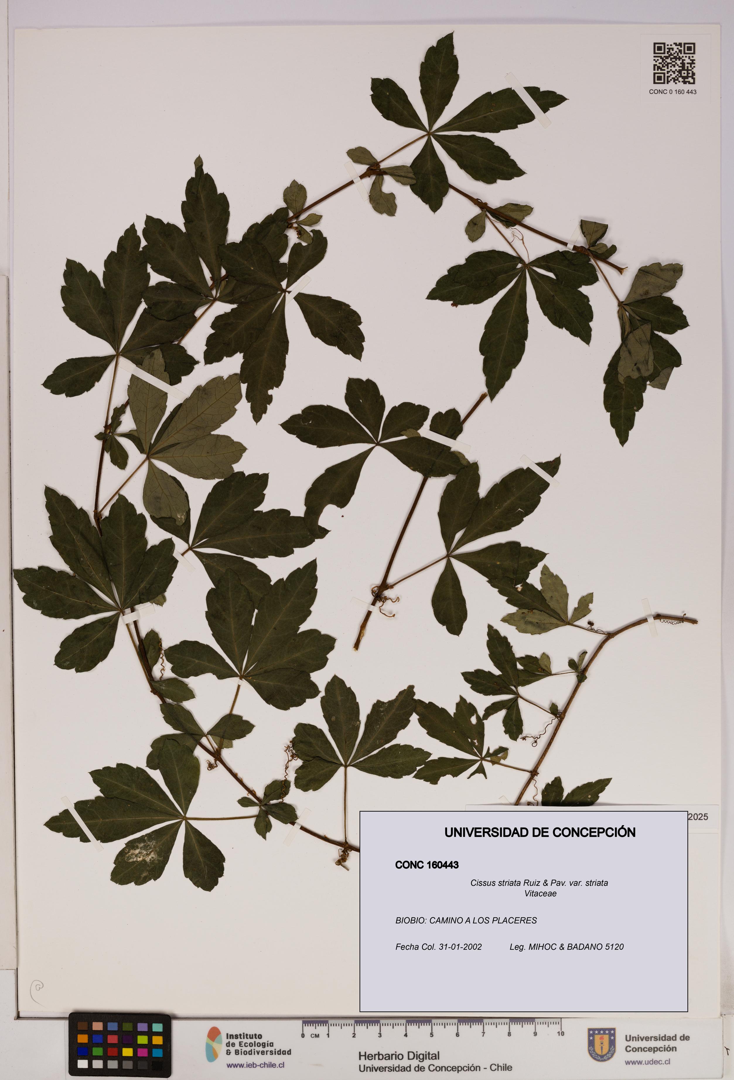 Cissus striata var. striata [Espécimen: UDEC:CONC:0160443]