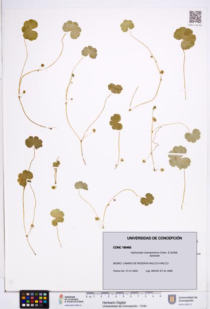 Hydrocotyle chamaemorus [Espécimen: ]