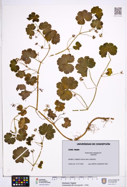 Hydrocotyle poeppigii [Espécimen: ]