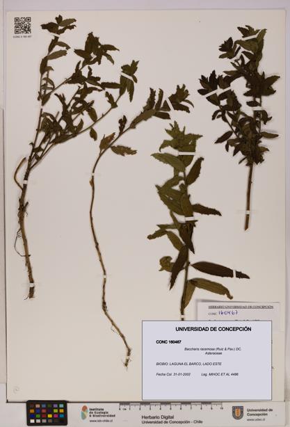 Baccharis racemosa [Espécimen: UDEC:CONC:0160467]