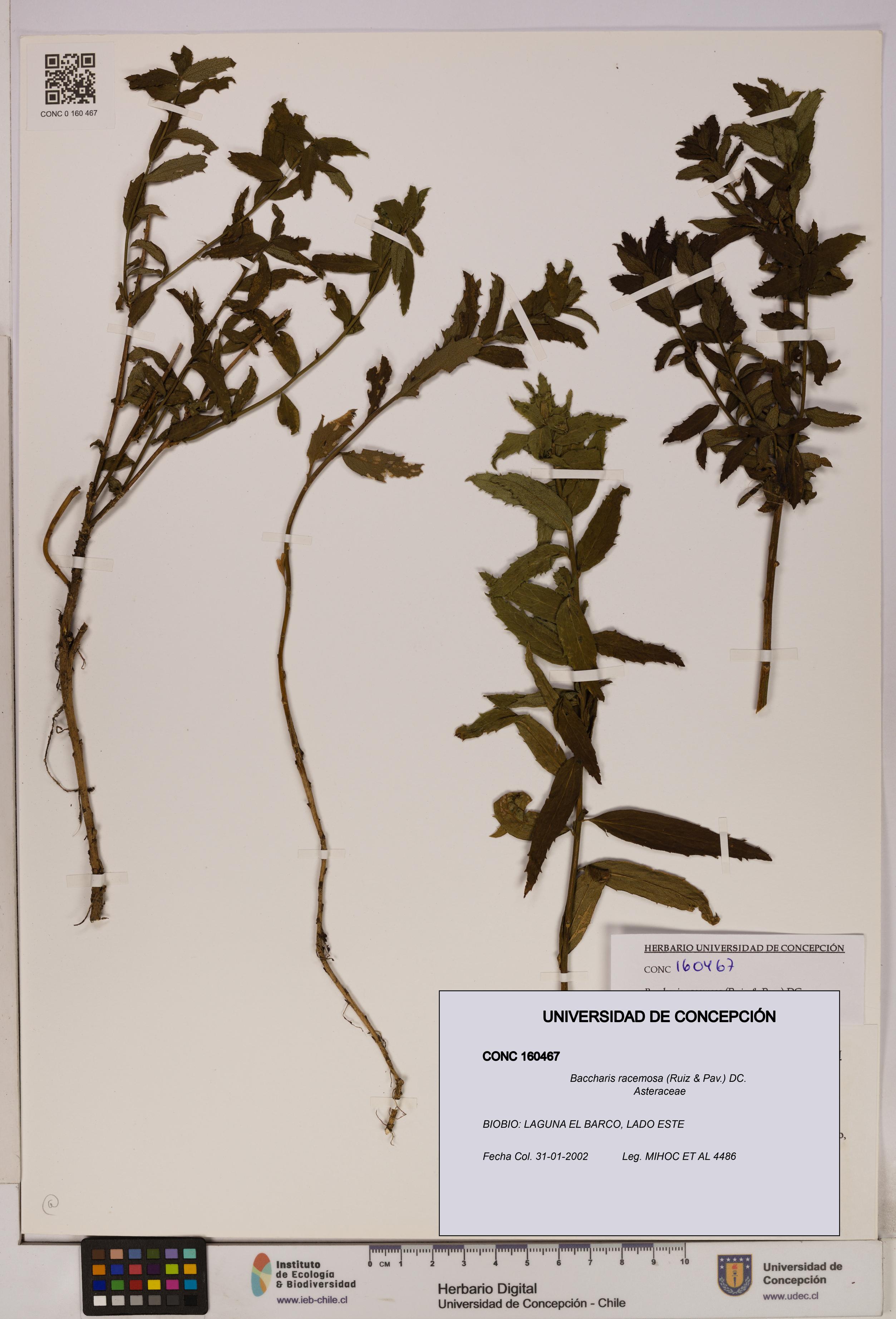 Baccharis racemosa [Espécimen: UDEC:CONC:0160467]