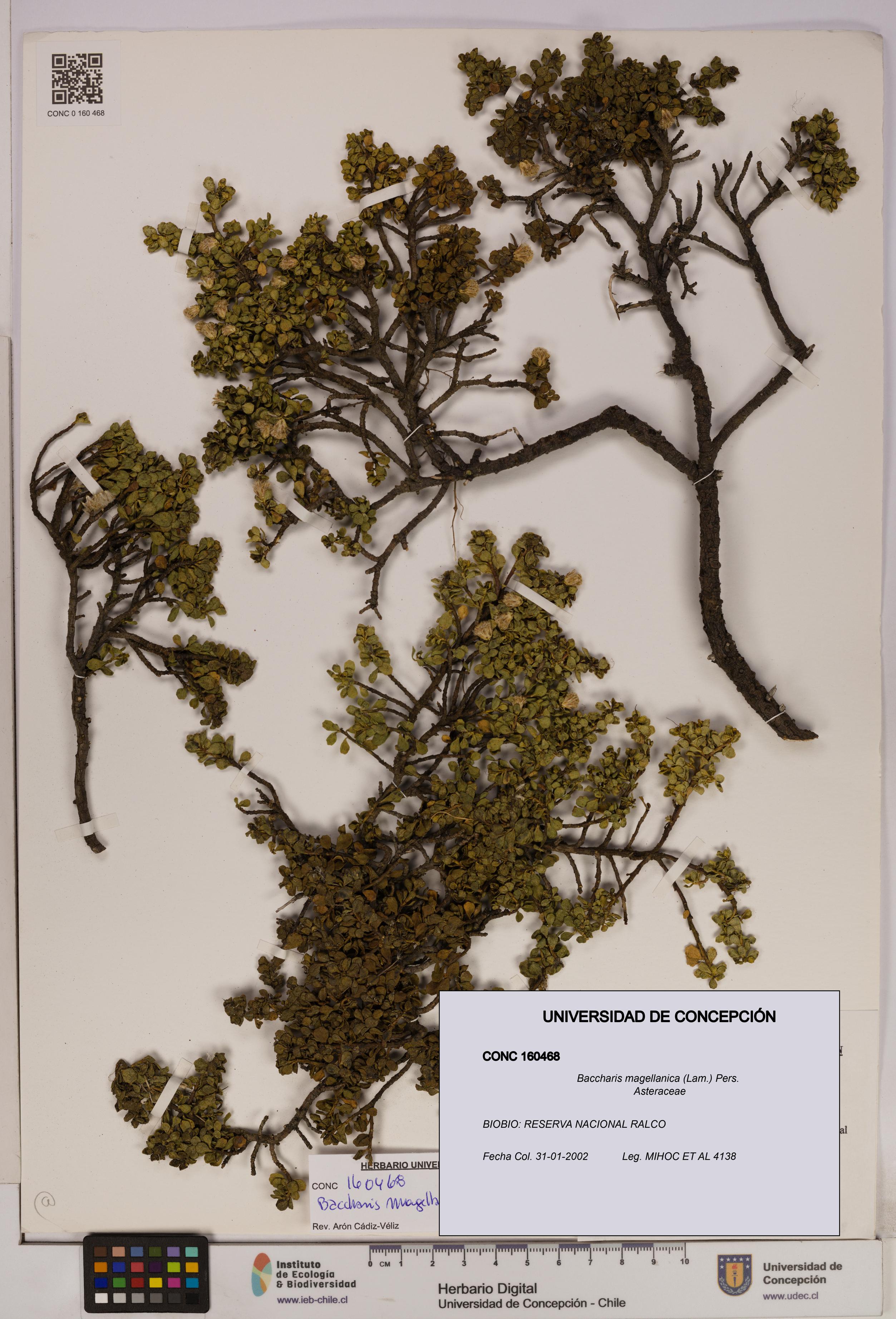 Baccharis magellanica [Espécimen: UDEC:CONC:0160468]