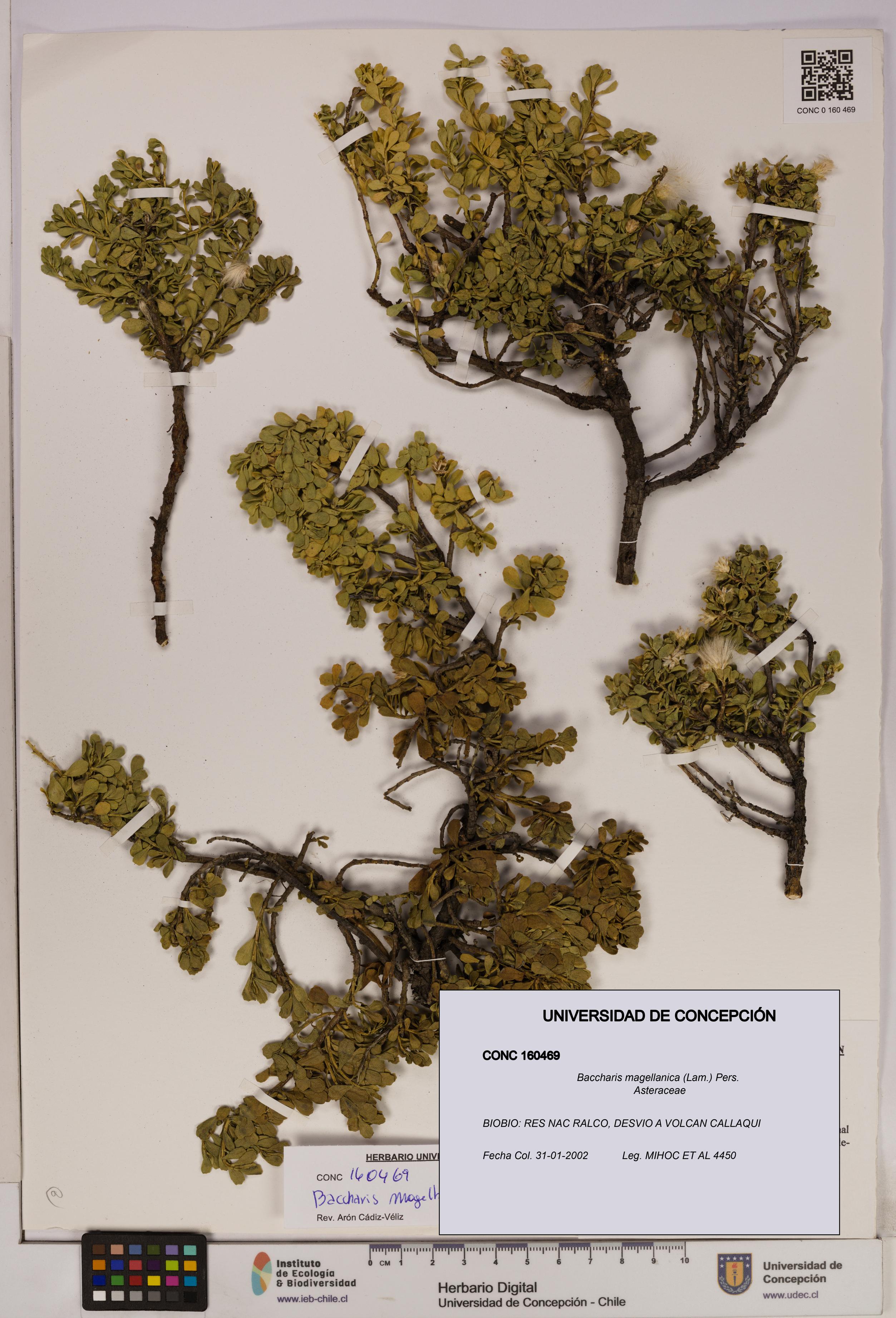 Baccharis magellanica [Espécimen: UDEC:CONC:0160469]