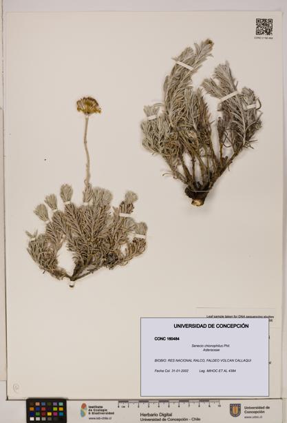 Senecio chionophilus [Espécimen: UDEC:CONC:0160484]