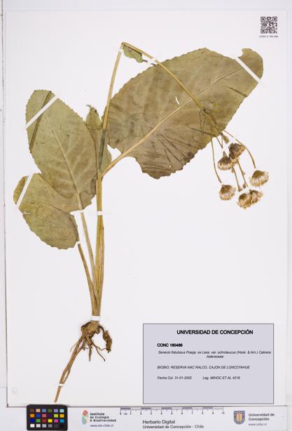 Senecio fistulosus [Espécimen: ]