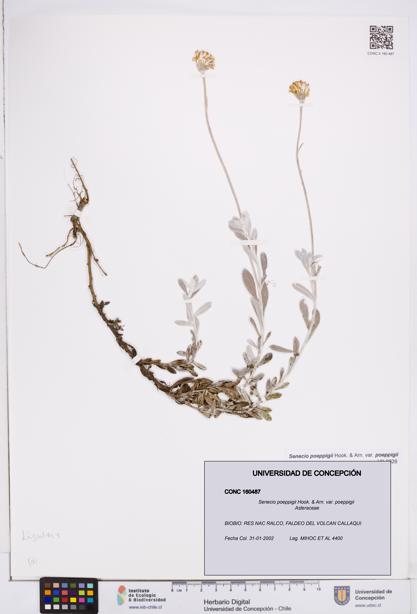 Senecio poeppigii var. poeppigii [Espécimen: ]